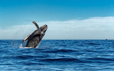 ISSUE NO. 26: WHY WE SHOULD STOP CARING ABOUT WHALES